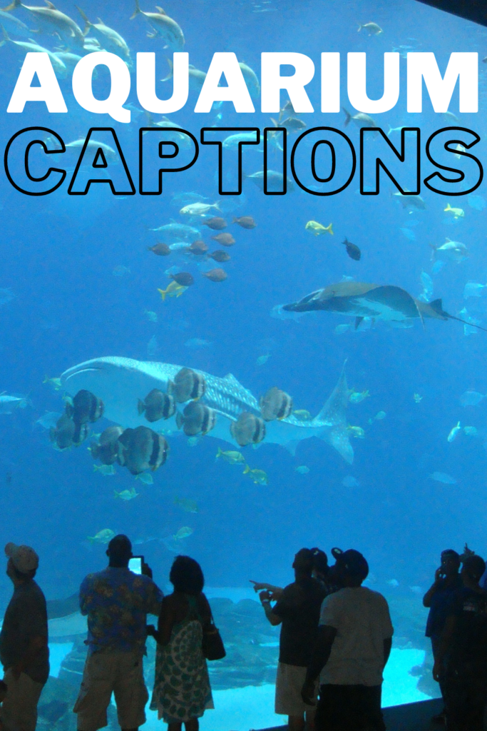 text reads "aquarium captions" with people in front of large aquarium with whale and stingray.